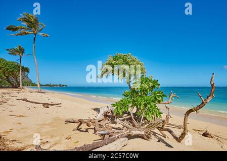 Coconut palms or coconut palm (Cocos nucifera), Kualoa Rock Beach at Kualoa Point and Mokoli'i island, Hawaii, United States Stock Photo