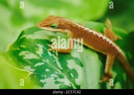 Bahamaanolis (Anolis sagrei) on a leaf, Hawaiian Island of Oahu, Hawaii, Aloha State, USA Stock Photo