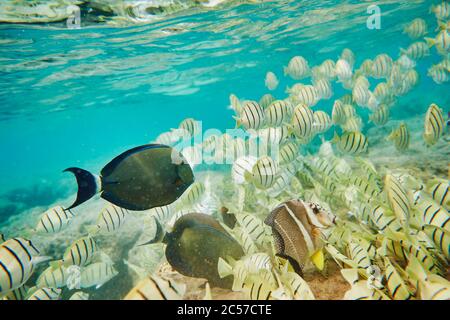 Convict surgeonfish (Acanthurus triostegus), school of fish, eye streak surgeonfish (Acanthurus dussumieri) sideways, swimming, colorful coral reef, C Stock Photo