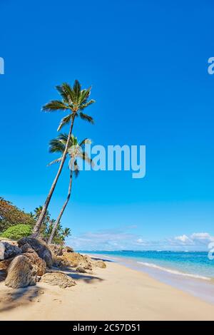 Coconut palms or coconut palm (Cocos nucifera), Hanauma Bay, Hawaii, United States Stock Photo