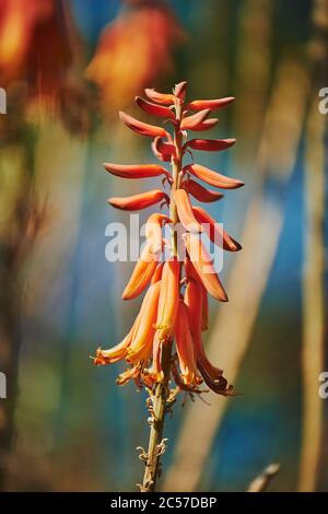 Orange flower of Aloe Vera (Aloe vera), Hawaii, Aloha State, United States Stock Photo