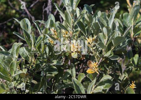 Close up of Salix lapponum, the downy willow in the arctic tundra Stock Photo