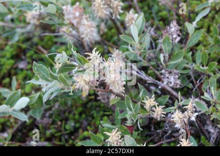 Close up of Salix lapponum, the downy willow in the arctic tundra Stock Photo