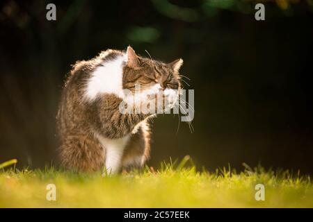 tabby white british shorthair cat outdoors in nature grooming fur licking paw with copy space Stock Photo