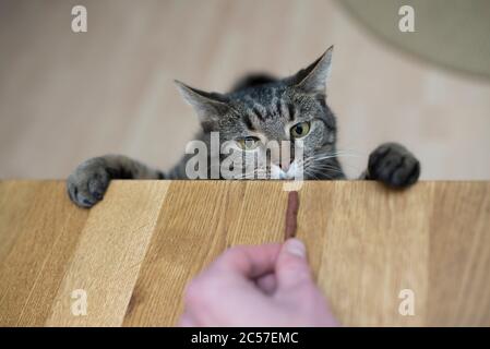 tabby cat rearing up on table getting fed by human hand Stock Photo