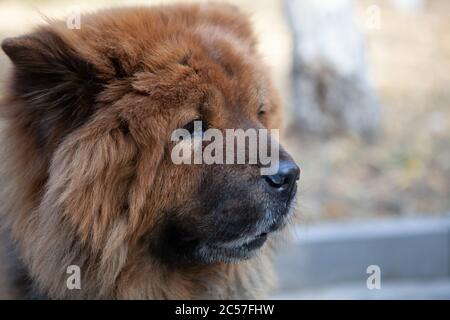 Selective focus shot of an adorable puppy in a blurry background Stock Photo