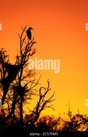 Gray heron on top of a tree at sunset. Photo from wild nature. Stock Photo