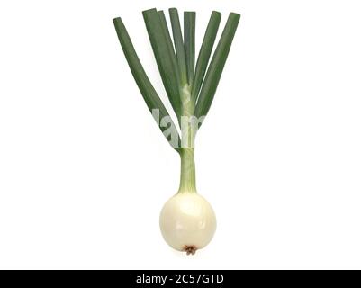 Young napiform onion isolated on a white background Stock Photo