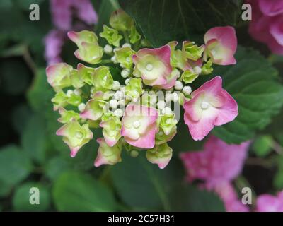 Close-up of a pink flowerhead of a lacecap variety of hydrangea macrophylla Stock Photo