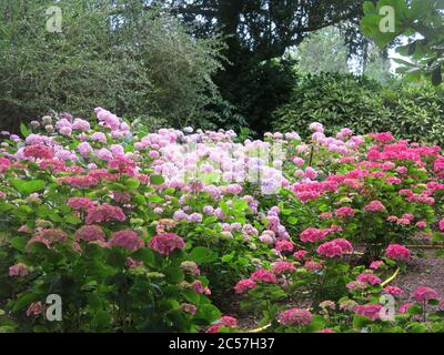 A mass of pink flowerheads in full bloom on the Hydrangea Macrophylla display at Kew Gardens, June 2020. Stock Photo