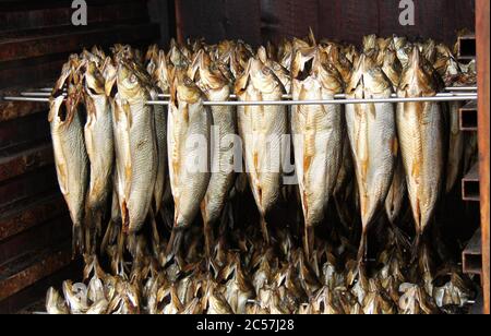 Prepared Kippers Hanging in a Smoking Cabinet. Stock Photo