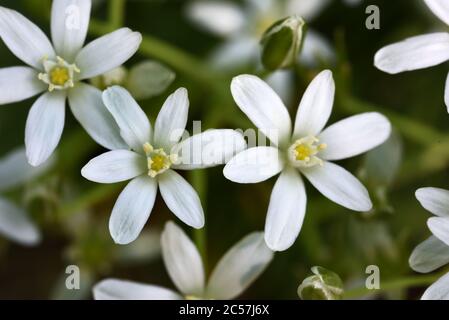 Common Star-of-Bethlehem, Ornithogalum umbellatum, aka Garden Star-of-Bethlehem, Grass Lily, Nap-at-Noon or Eleven-o'clock Lady Stock Photo