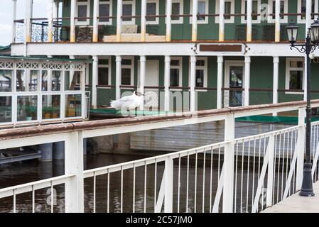 One Seagull stands on the railing near the pier. A Seagull sits on a wooden railing. Stock Photo