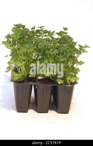 Closeup shot of parsley seedlings in plastic pots isolated on a white background Stock Photo