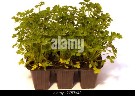 Closeup shot of parsley seedlings in plastic pots isolated on a white background Stock Photo