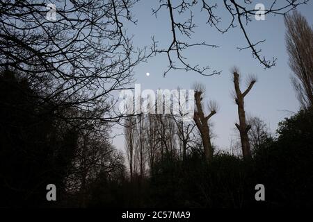 Silhouetted trees at sundown in Highbury Park in Kings Heath on 6th Febuary 2020 in Birmingham, United Kingdom. Highbury Park is a wooded area located on the borders between Moseley and Kings Heath. Stock Photo