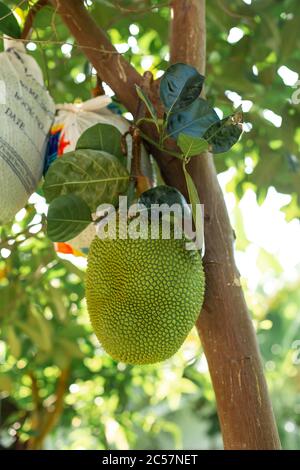 A big green jackfruit on a tree, next to a fruit, tied into a bag. Tropic Fruits. Stock Photo