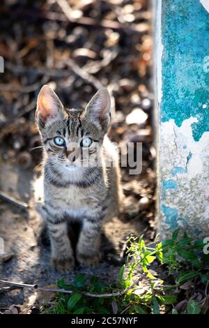 Cute little kitten with beautiful blue eyes in the nature Stock Photo