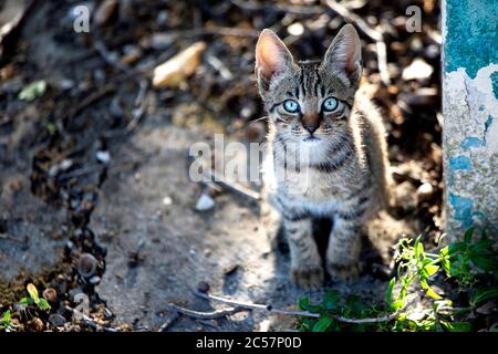 Cute little kitten with beautiful blue eyes in the nature Stock Photo