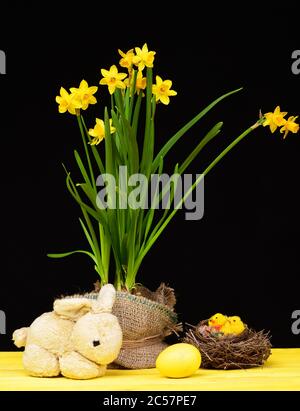 Spring holiday composition holding bright yellow daffodils and sackcloth, toy easter bunny, bird nest made of hay with yellow chickens as decoration and yellow painted egg isolated on black background Stock Photo