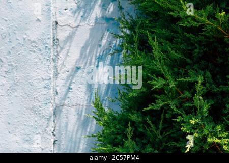 Blue painted concrete wall and green leaf texture background Stock Photo