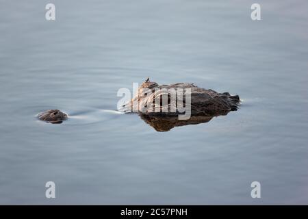 The head of American alligator rests just above the water line in the calm waters of the Florida everglades national park. Florida, USA. Stock Photo