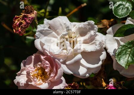 Beauty of almost withered pink rose, close up isolated. Stock Photo