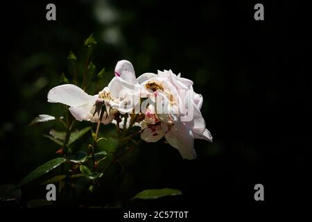 Beauty of almost withered pink rose, close up isolated. Stock Photo