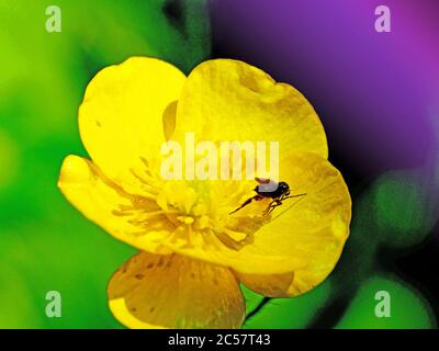 Pollen covered hairy hover fly just taking off from a buttercup flower Stock Photo