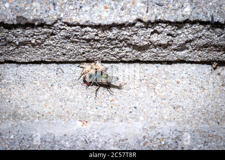 Small Black, brown and White Jumping spider (salticidae) eating a blue and green house fly, Cape Town, South Africa Stock Photo