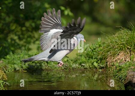 Wood Pigeon, in flight, over water, summer, surrey, UK Stock Photo