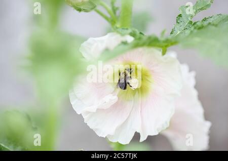 Bumblebee bee collecting pollen from a beautiful old fashioned soft pink Hollyhock, Althaea rosea (Alcea rosea), flower. Selective focus Shallow depth Stock Photo