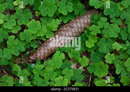 A Pine cone rests nestled amongst wood sorrel on the woodland floor, in Hampshire, England Stock Photo