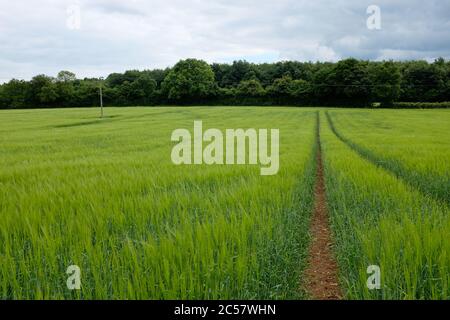 A view across a green wheat field in Hampshire, England Stock Photo