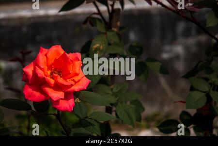 A beautiful picture of a red rose on a tree with green leaves behind in winter. Stock Photo
