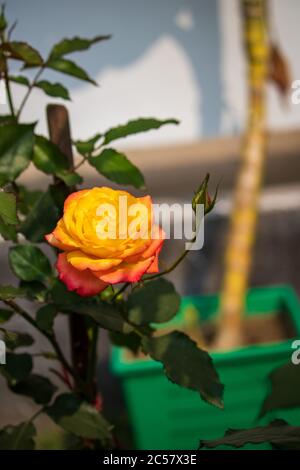 A beautiful picture of an orange rose and a small bud on a tree with green leaves behind in winter. Stock Photo