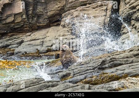 Fur Seal Sunning on Rocky Coast Stock Photo
