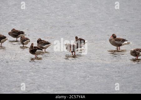 Gaggle of greylag geese (Anser anser) resting on water at nature reserve 'Meißendorf Lakes and Bannetze Moor' in Germany Stock Photo
