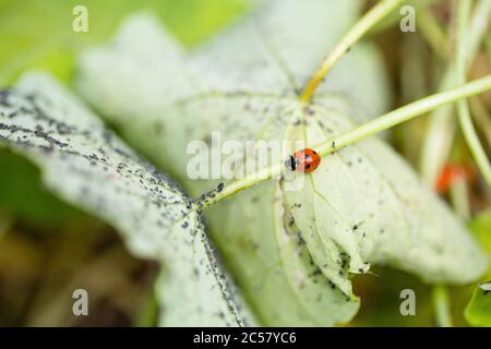 Ladybird running up and down the stem of a nasturtium plant covered in black aphids Stock Photo