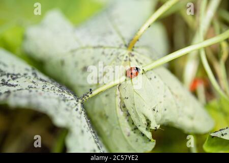 Ladybird running up and down the stem of a nasturtium plant covered in black aphids Stock Photo
