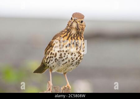 Song Thrush, Turdus philomelos, speckled bird, perched on a branch in a British Garden Stock Photo