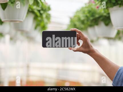 Agribusiness and floristry. African american girl makes photo of orangery plants in pots Stock Photo