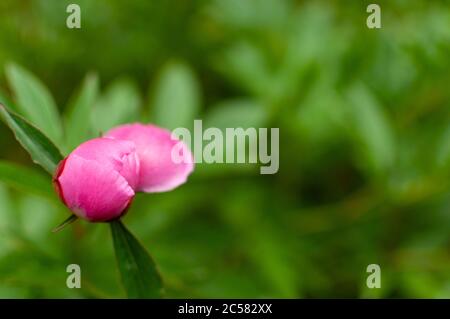 Opening pink Tree Peony bud on blurred floral background with copy space. Paeonia suffruticosa. Stock Photo