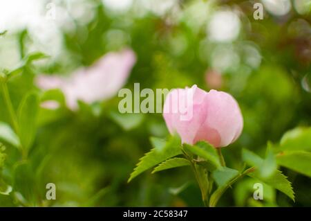Fresh pink Rugosa Rose flower on light floral blurred background with copy space. Rosa rugosa. Stock Photo