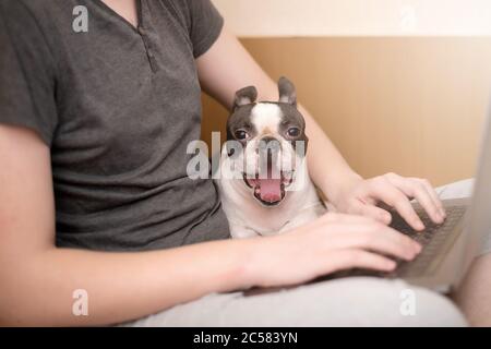 A cheerful and happy dog of the Boston Terrier breed is happy that the owner is working at home on a laptop in quarantine.  Stock Photo