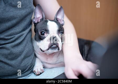 A cheerful and happy dog of the Boston Terrier breed is happy that the owner is working at home on a laptop in quarantine.  Stock Photo