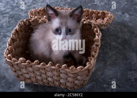 Little playful kitten. Cute, fluffy pet, a favorite of the family. The kitten is sitting in a wicker basket.