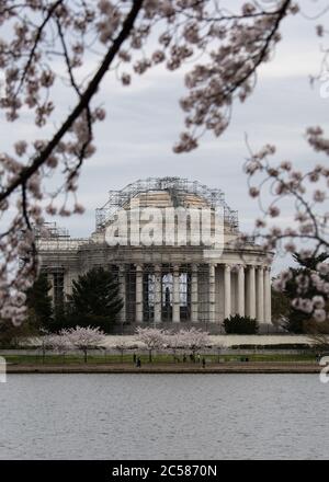 The Thomas Jefferson Memorial undergoing repairs during cherry blossom season in Washington, DC. Pink blooms on famous Japanese trees lining the tidal Stock Photo