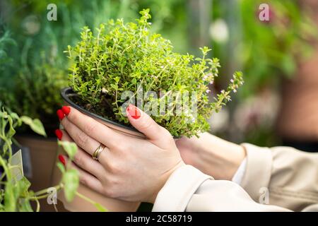 Home gardening, planting. Woman choosing fragrant herb Thyme in plastic pot for her kitchen/apartment in garden store, selective focus. Stock Photo