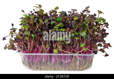 Micro green sprouts of radish isolated on white Stock Photo